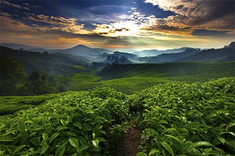 Mountain range with green field