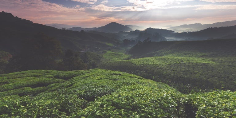 valley with fields full of coffee plants, with beams of light seeping through