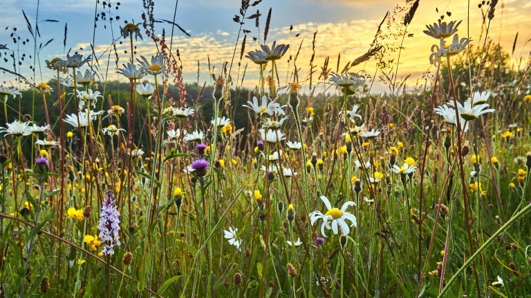 image of a field of wildflowers