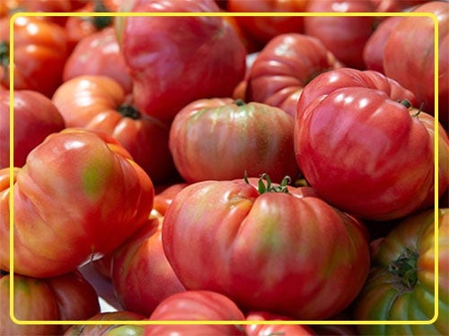 tomatoes